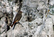 78 Passero di montagna 